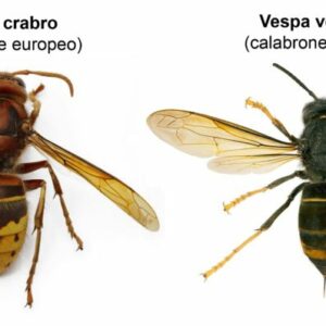 Crabro-e-velutina-860x398